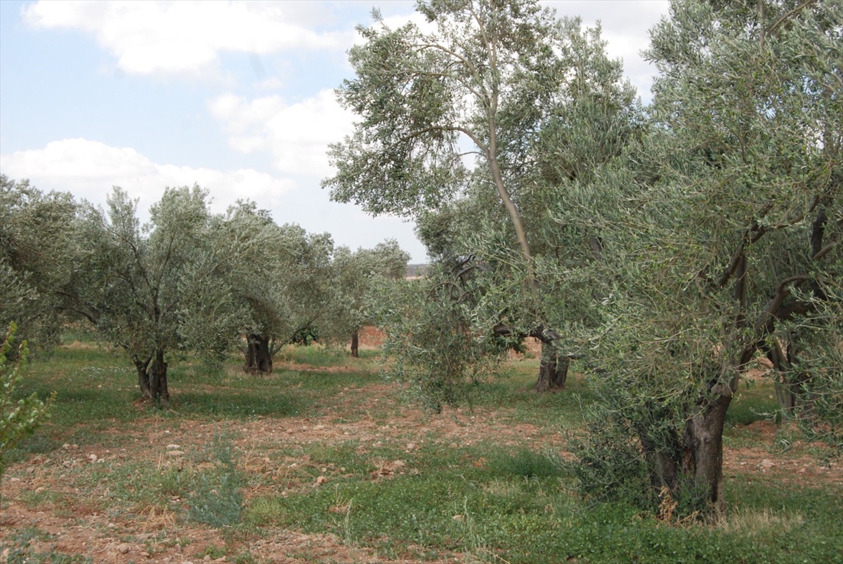 Bayramiçli Zeytin Üreticisi Ödül Aldı
