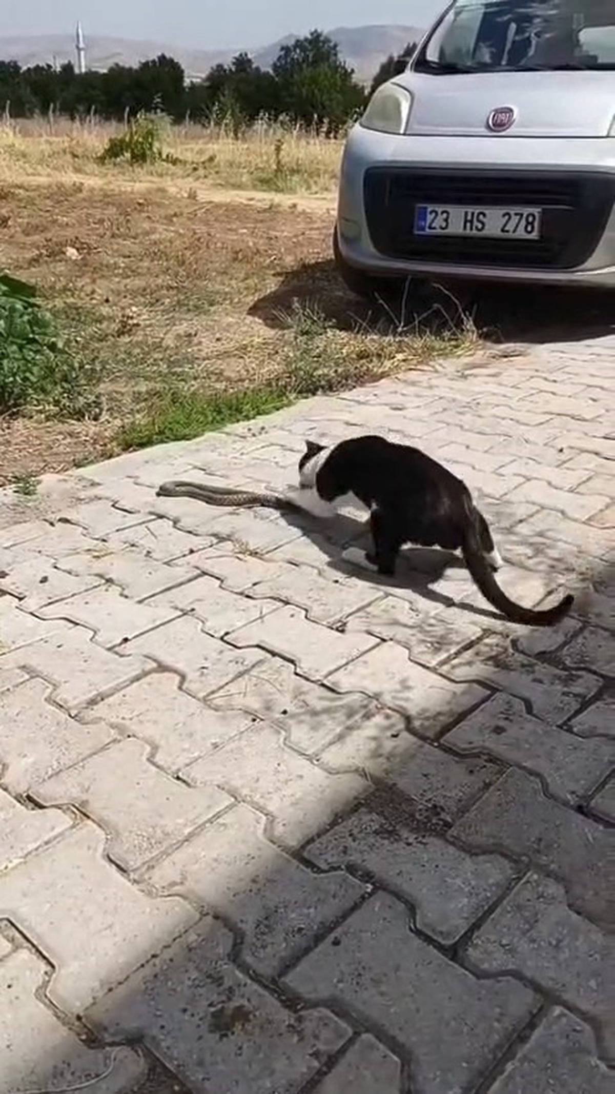 Elazığ\'da Kedi ve Yılan Kavgası