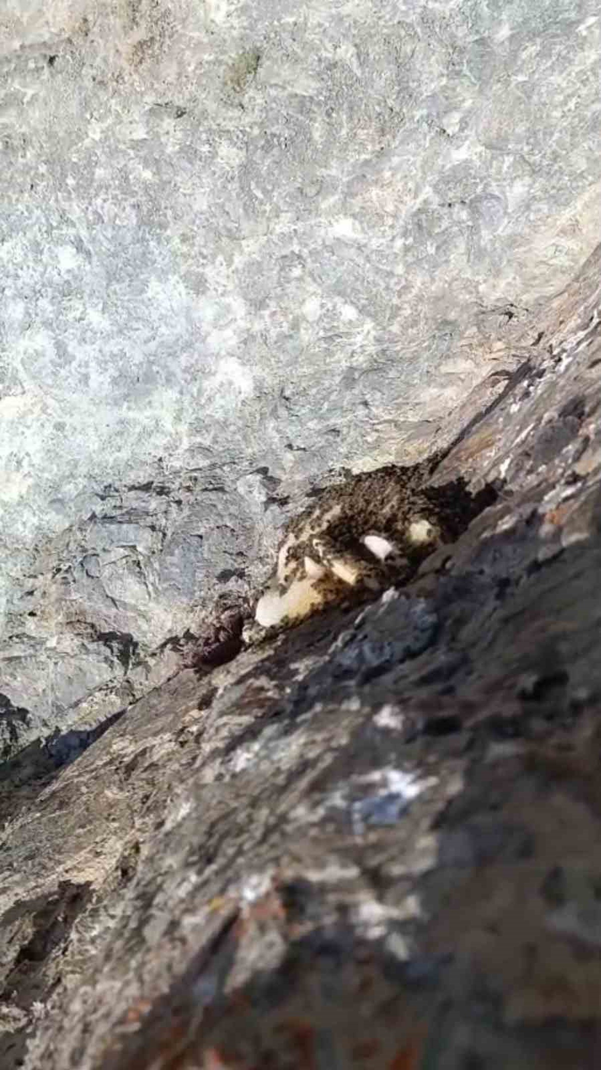 Elazığ\'da Kaya Balı Görüntülendi