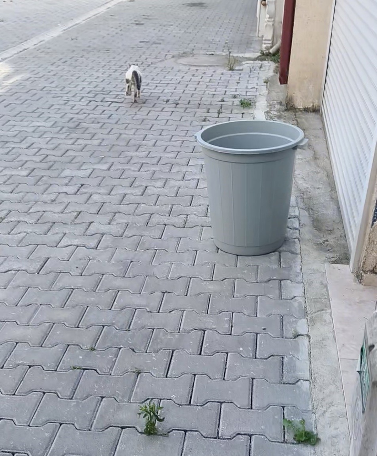Kafasında Konserve Kutusu Sıkışan Kedi Kurtarıldı