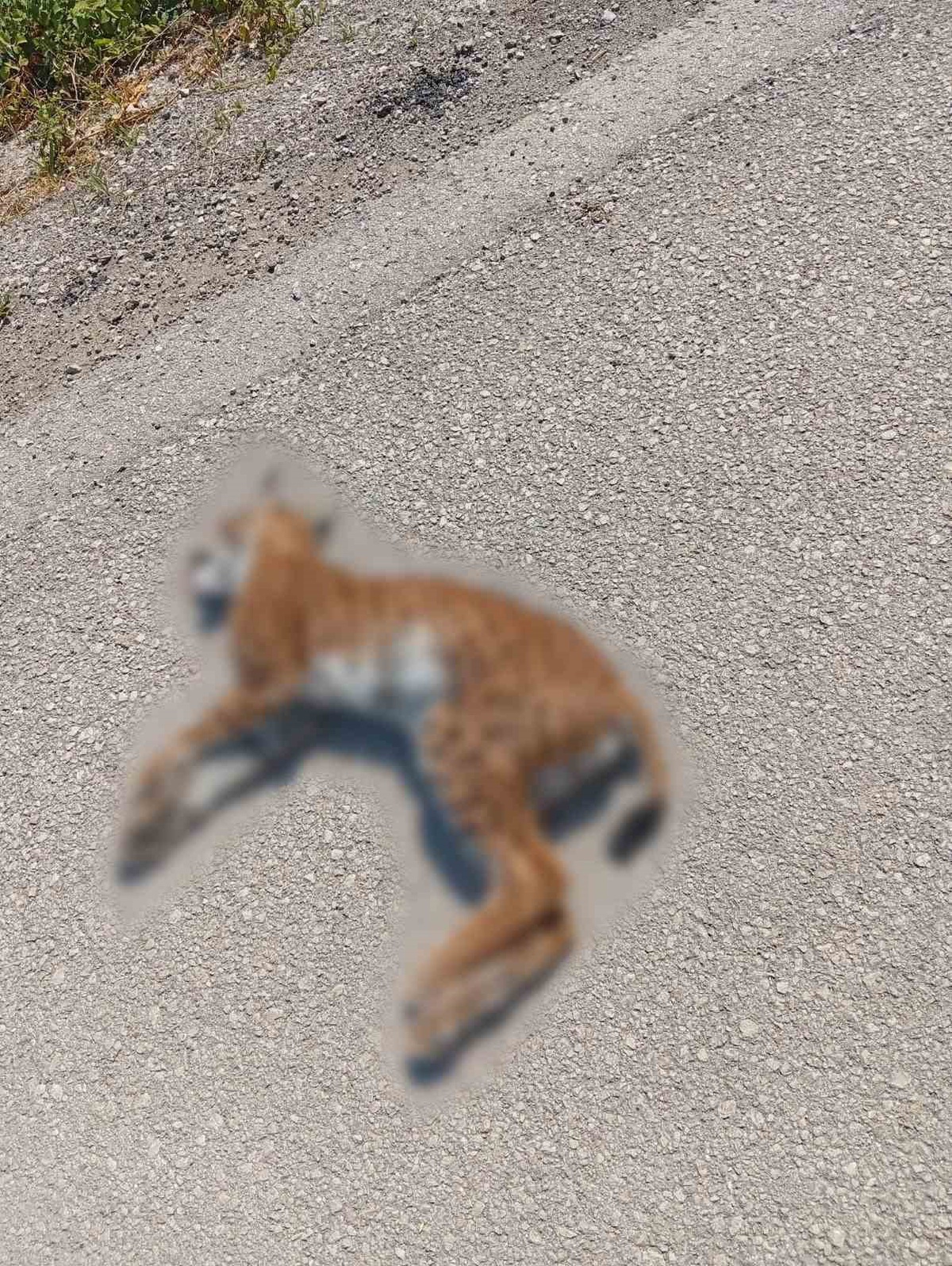 Vaşak Trafik Kazasında Hayatını Kaybetti