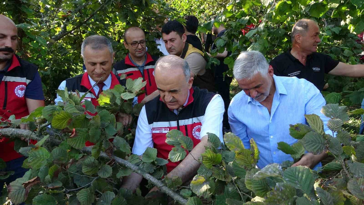 Ordu’da fındık hasadı resmi olarak başladı