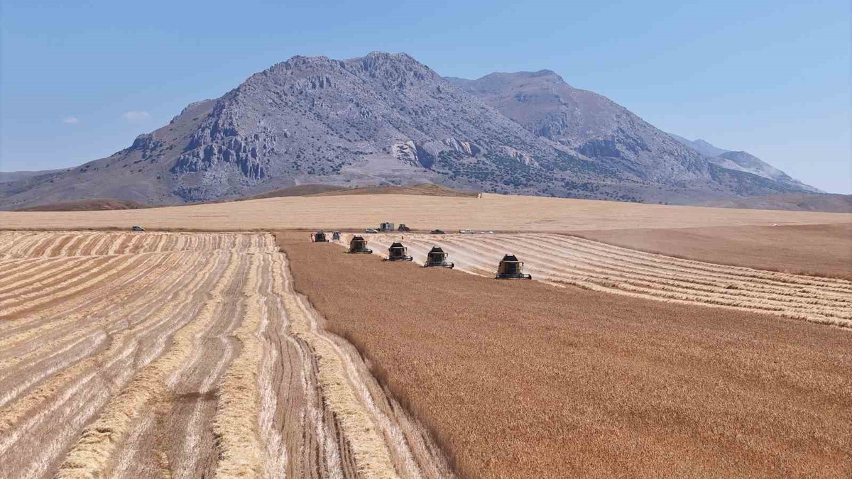 TİGEM\'de Tritikale Hasadı Başladı