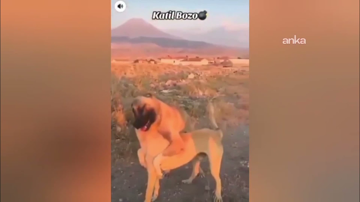 Köpek dövüşü yapan 3 kişi gözaltına alındı