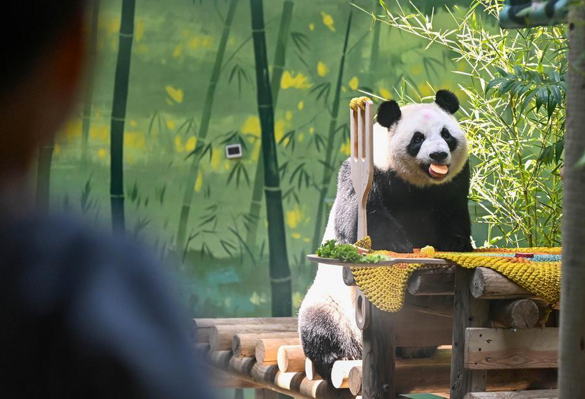 Dev Panda Xing Mei 15 Yaşında