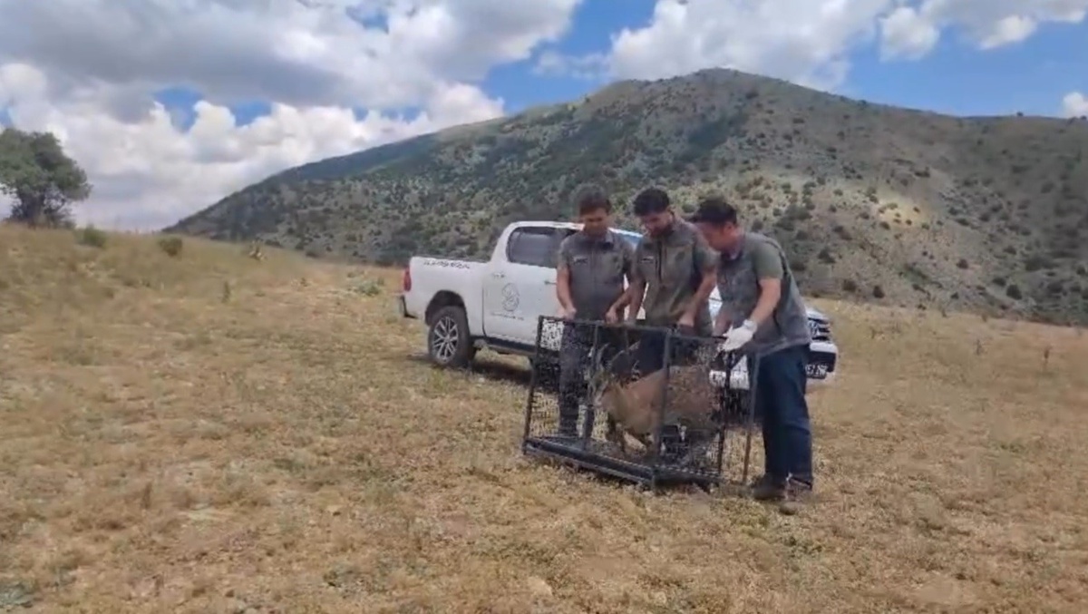 Bayburt\'ta yaralı yaban keçisi tedavi edilip doğaya salındı