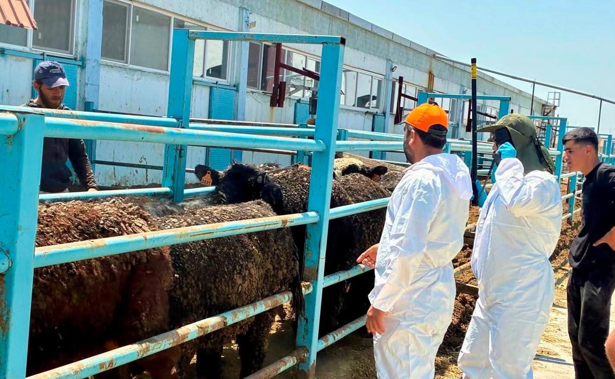 Hayvan Sağlığı Kontrolleri Çay\'da Yapıldı