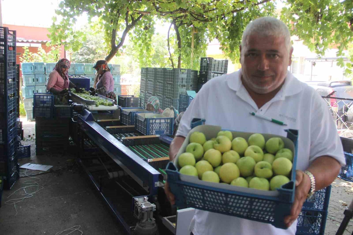 Bayramiç Beyazı hasadı başladı: 10 bin ton üretim bekleniyor