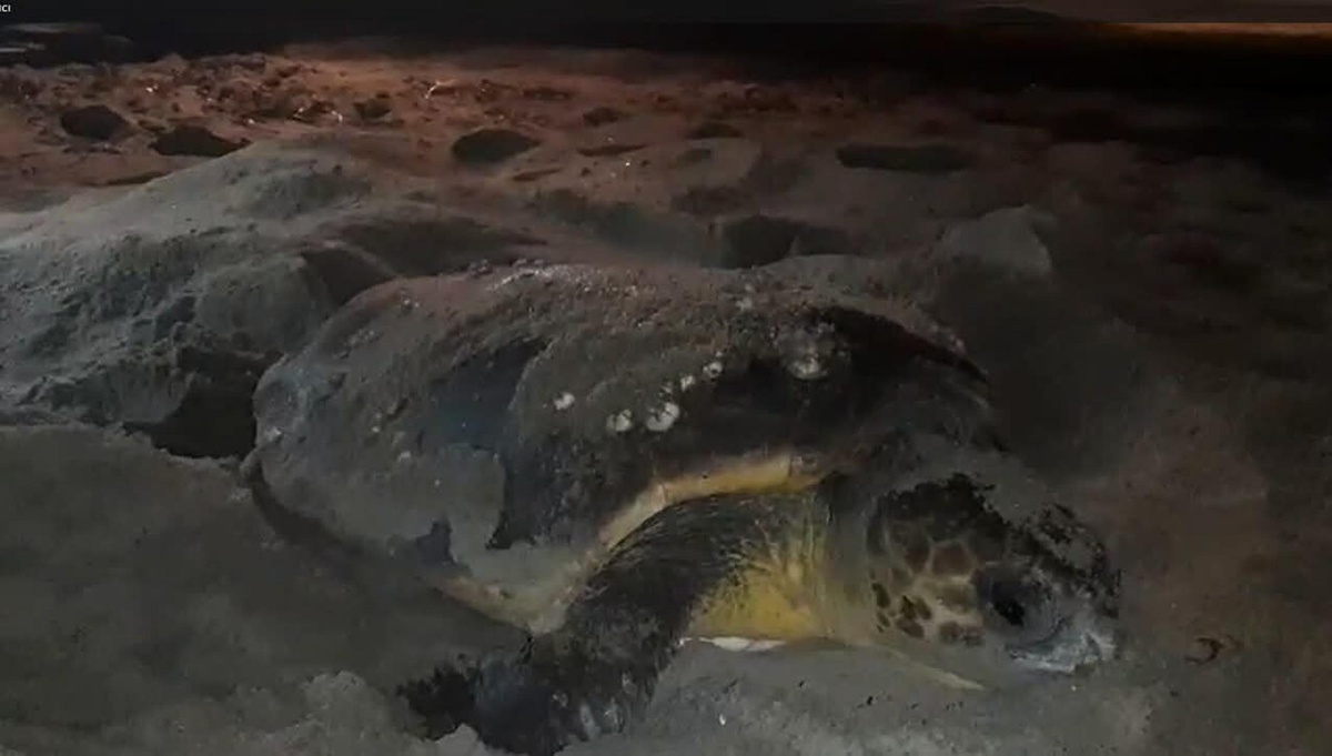 Kuşadası\'nda Caretta Carettalar Koruma Altında