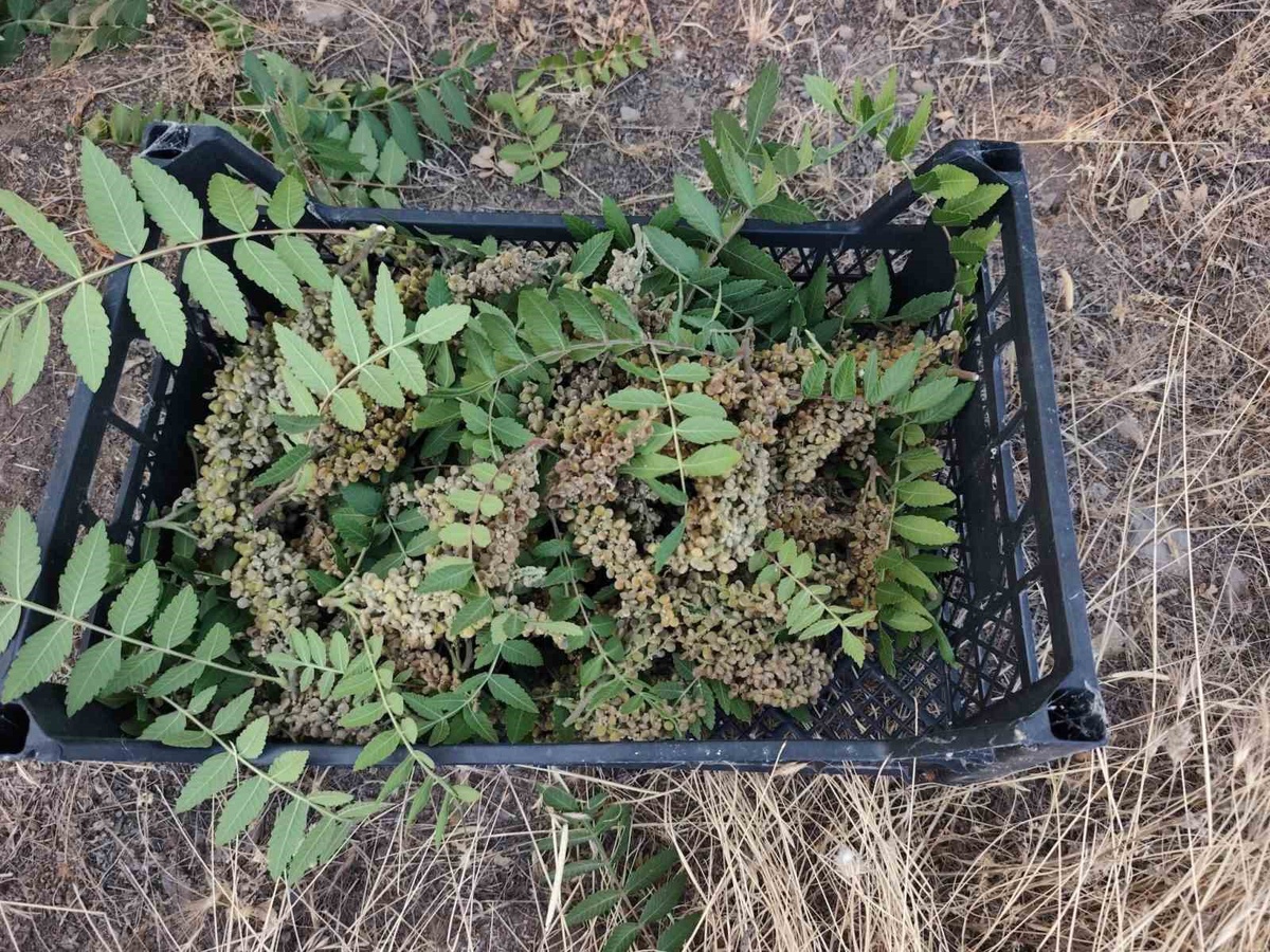 Elazığ\'da Sumak Hasadı Başladı
