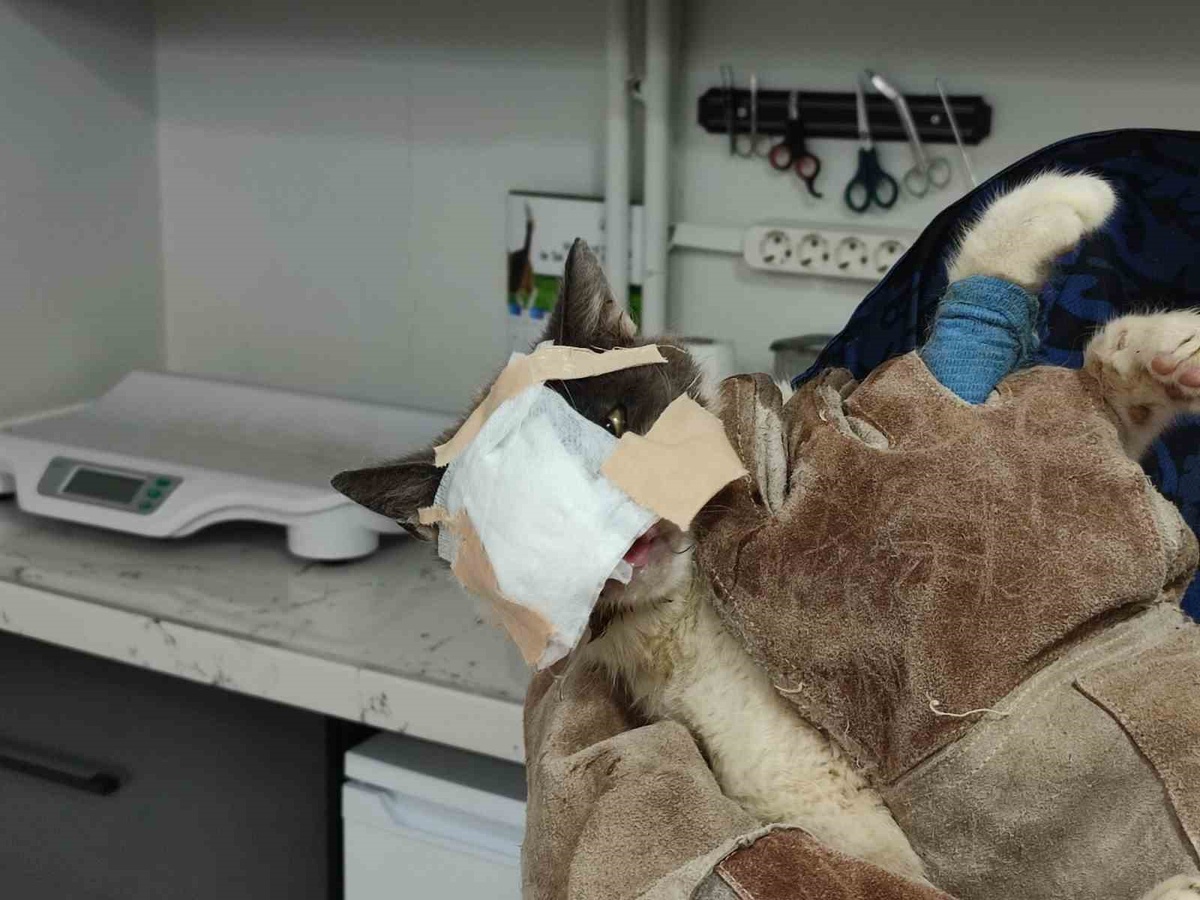 Keşan\'da Sokak Kedisi Sağlığına Kavuştu