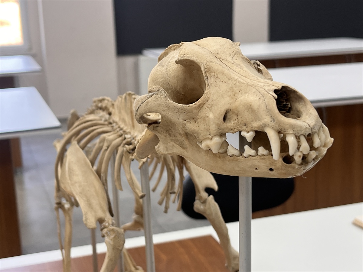 MSKÜ\'de Zooarkeolojik Koleksiyon Eğitime Katkı Sağlıyor