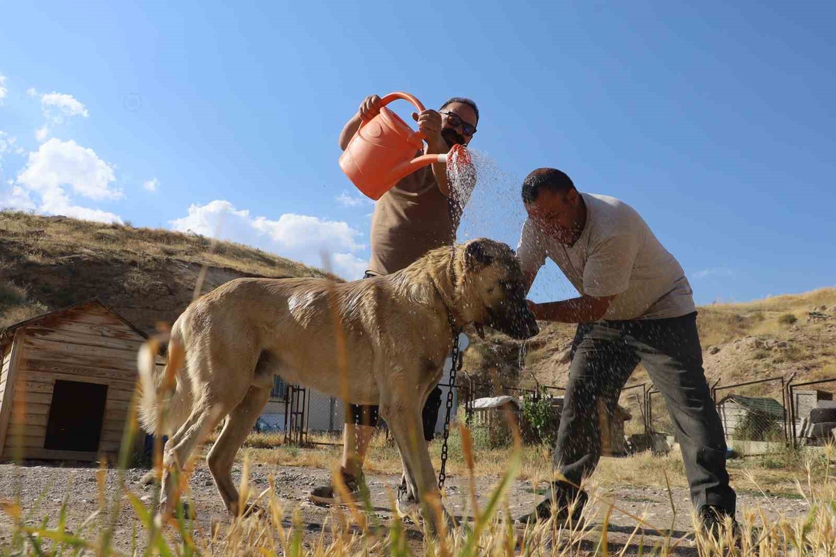 Kangal Köpekleri Sıcaklıktan Etkileniyor