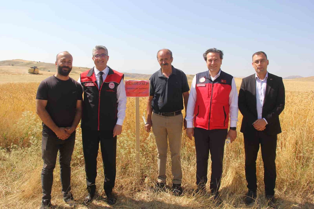 Sivas\'ta Yeni Buğday Çeşitleri Hasat Edildi
