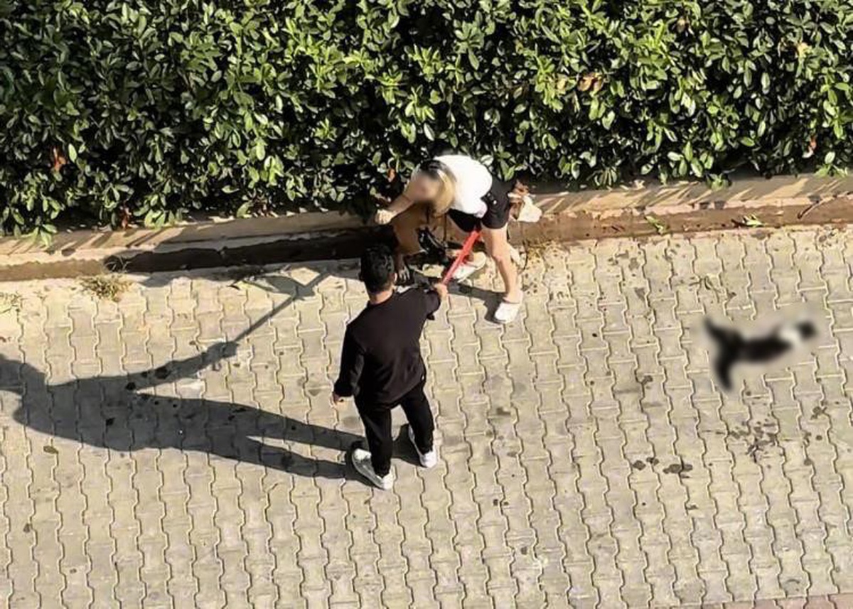Pitbull\'un Kediyi Parçaladığı Olayda Sahibi Ceza Aldı