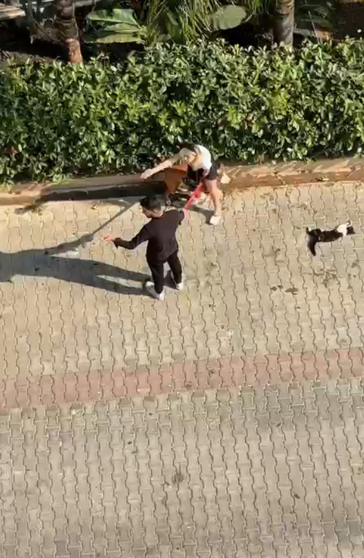 Pitbull Sokak Kedisini Öldürdü
