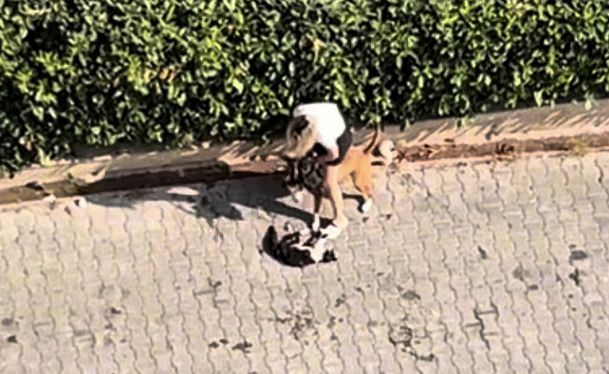 Ağızlıksız pitbull kediyi parçaladı! Sahibi "polisi aramayın" diye yalvardı