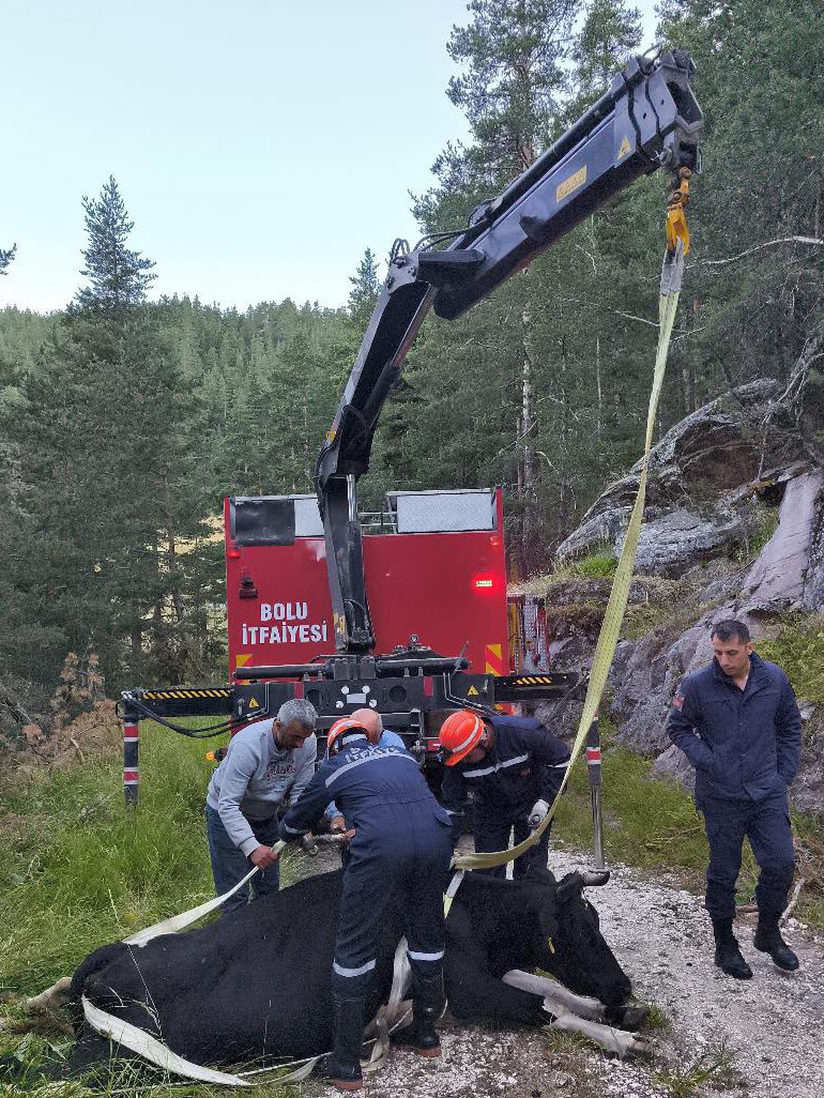 Bolu’da 50 metrelik uçuruma düşen inek vinçle kurtarıldı