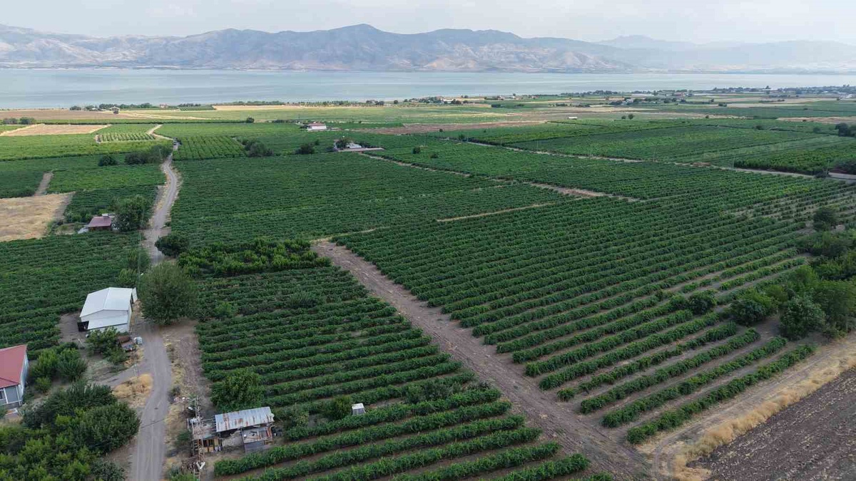 Elazığ\'da Erkenci Üzüm Hasadı Başladı