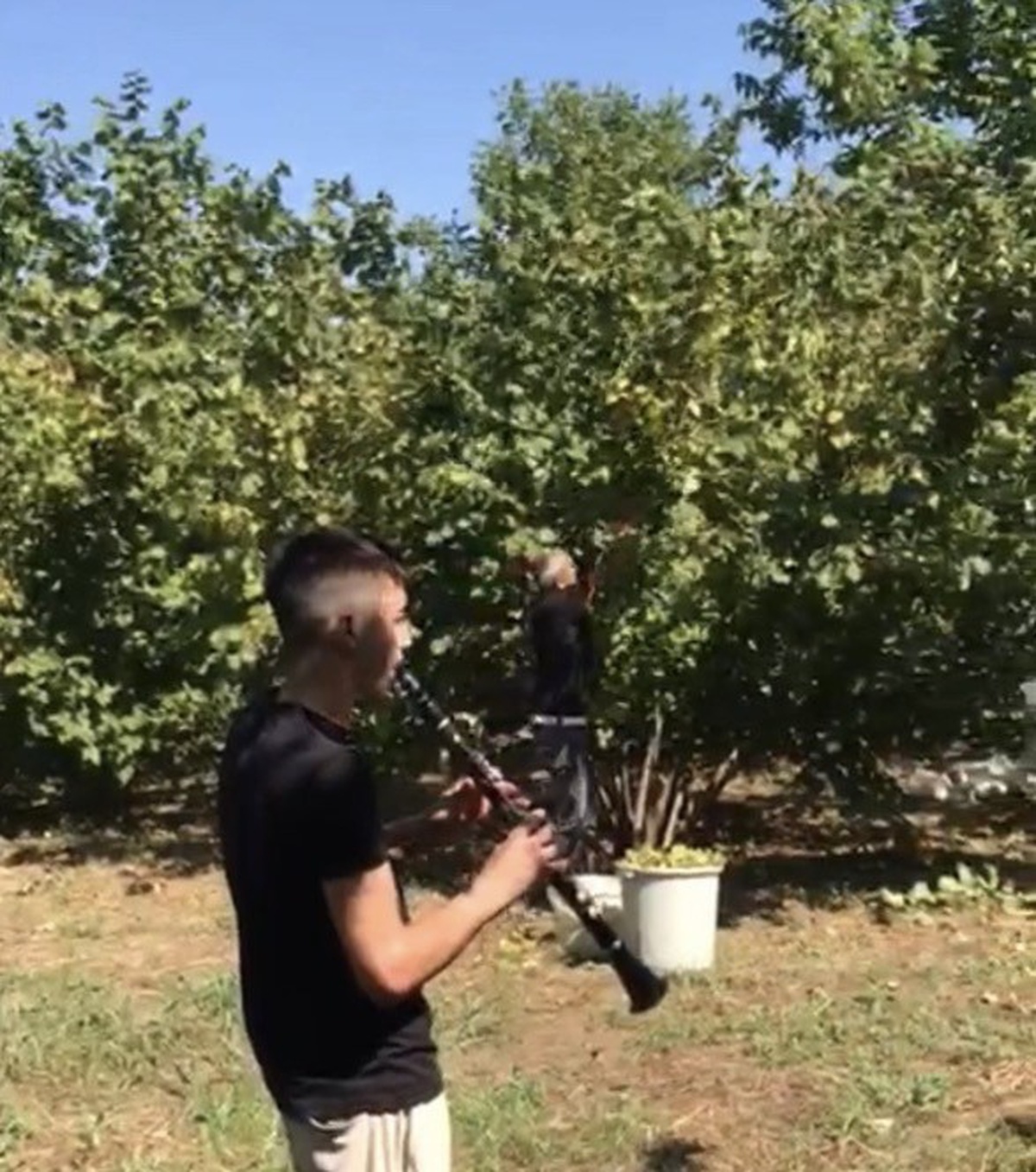 Fındık Hasadı Davul Zurna ile Başladı