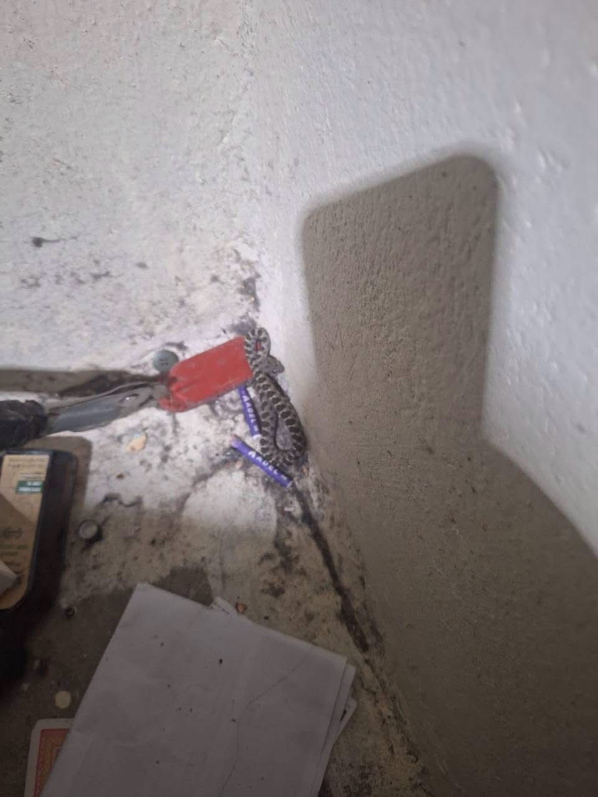 Yılanlar Doğaya Döndü