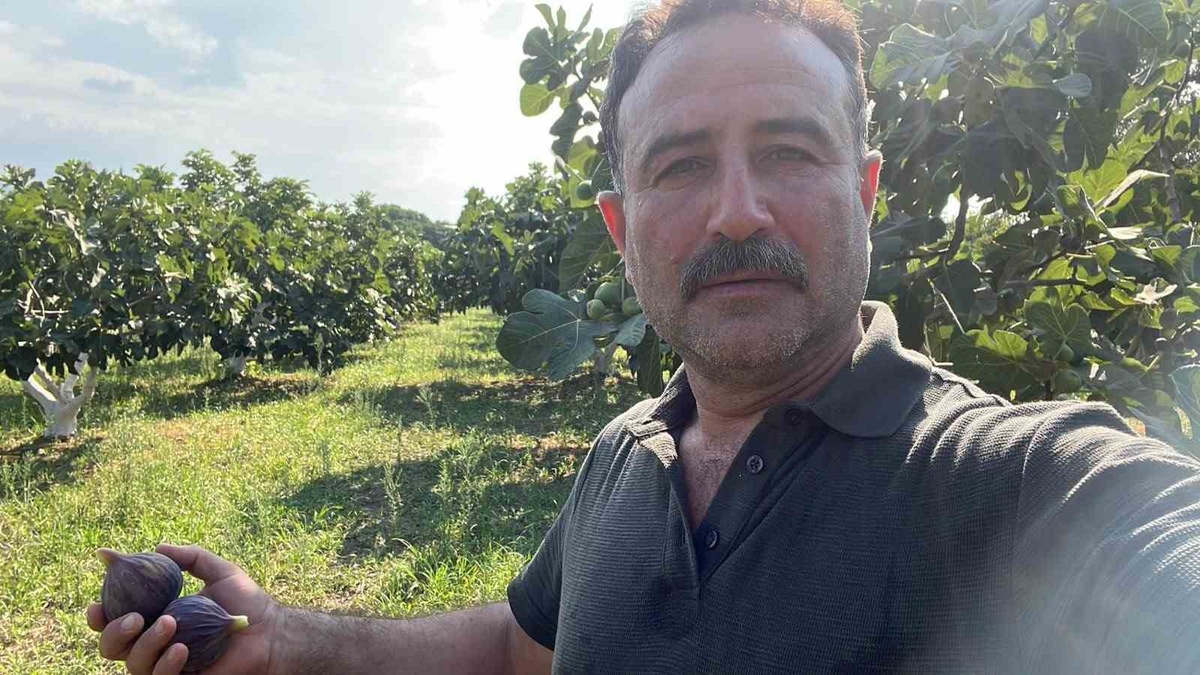 Aydın İncir Üreticileri Fiyat Endişesi Yaşıyor