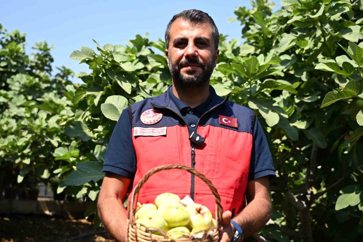 Kahramanmaraş\'ta Abbas İnciri Hasadı Başladı