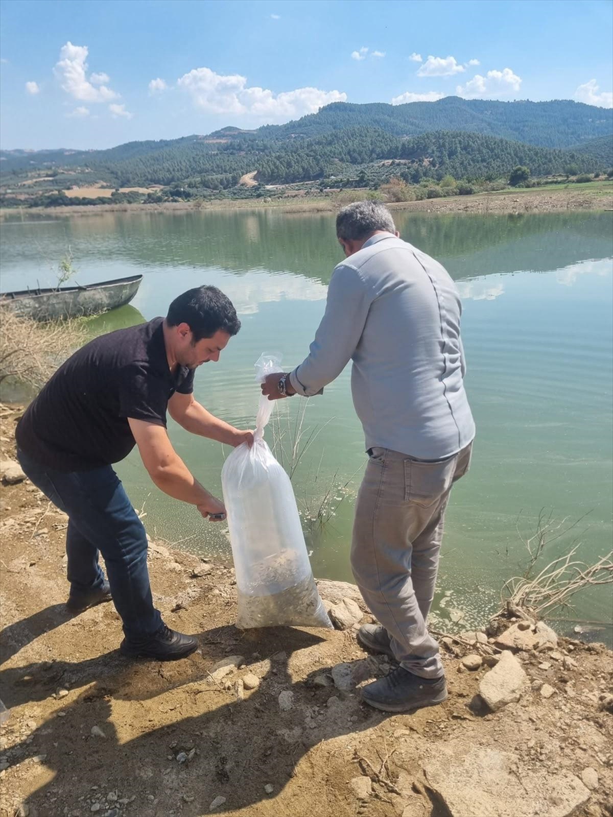 Manisa\'da 1,3 Milyon Yavru Sazan Bırakıldı