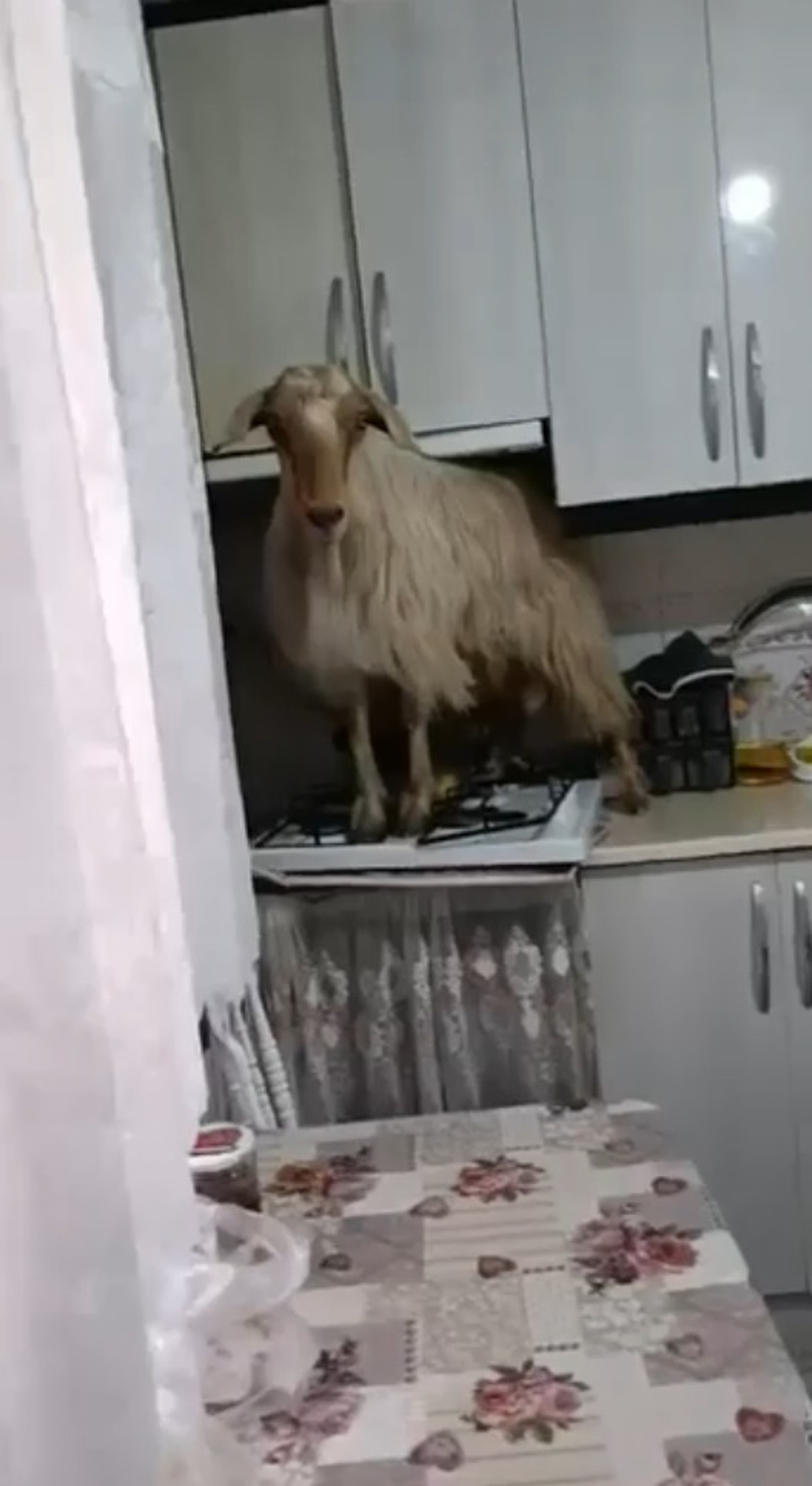 Bursa\'da Keçi Mutfağa Girdi