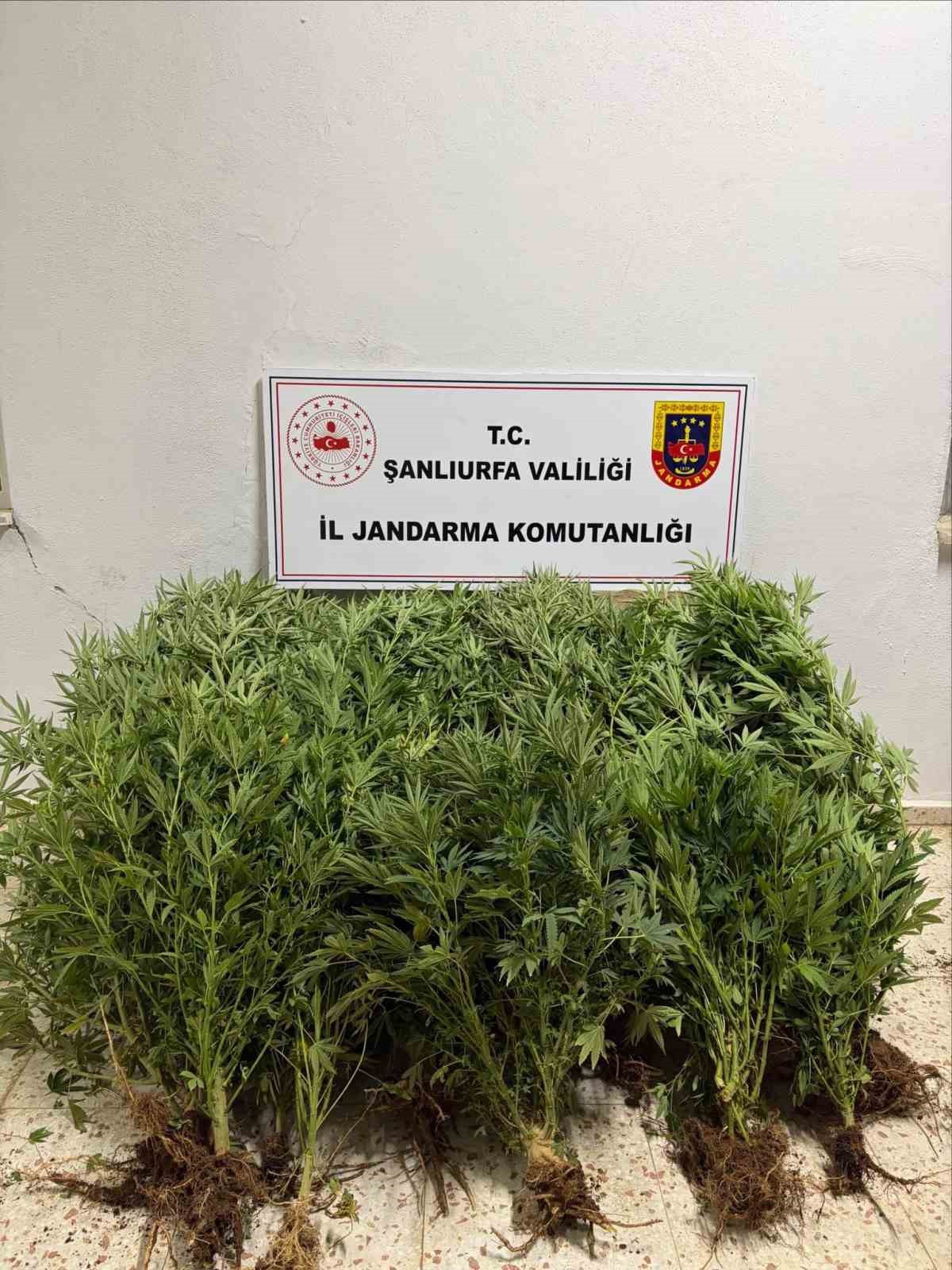 Şanlıurfa\'da Uyuşturucu Operasyonu