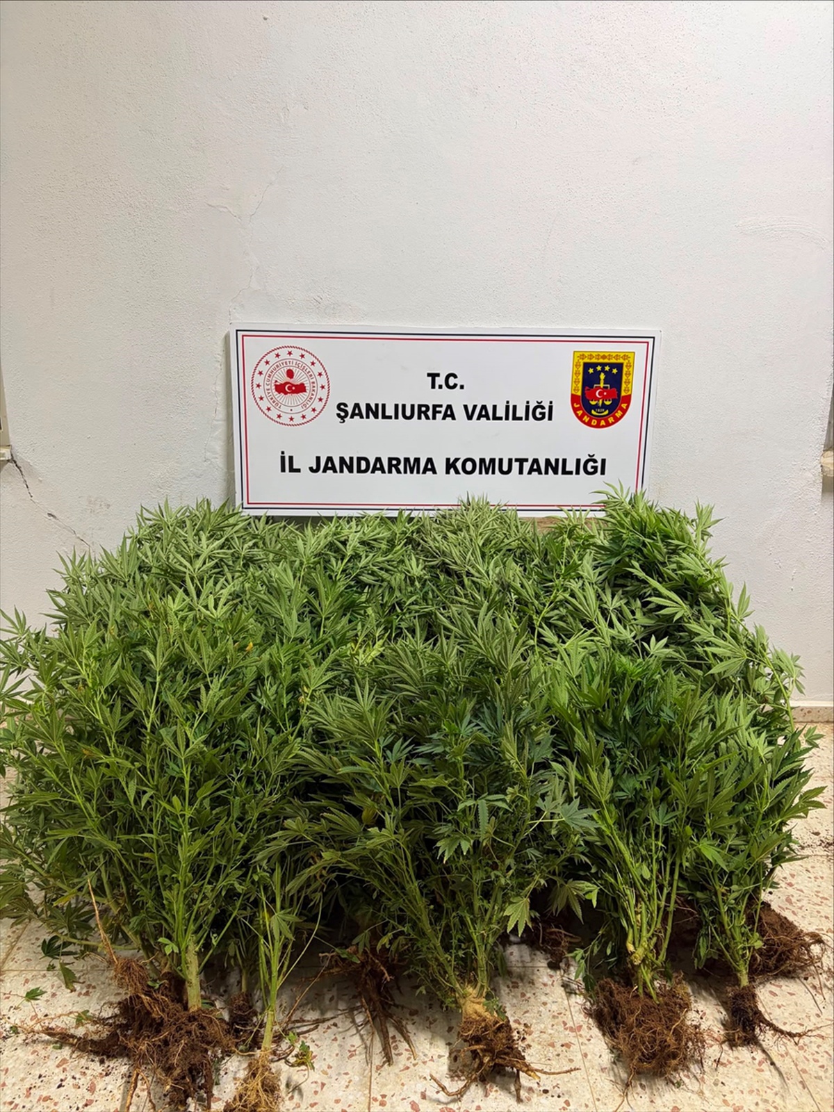Şanlıurfa\'da Yasadışı Kenevir Operasyonu