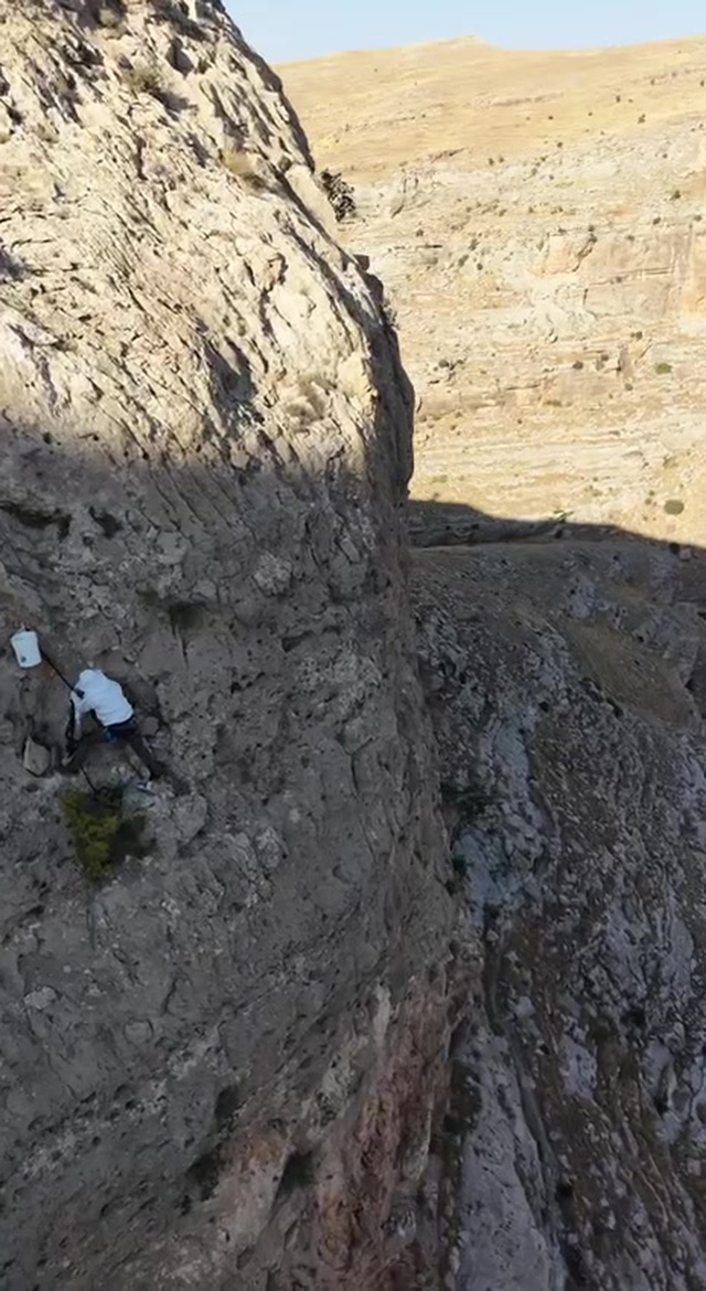 600 metrelik uçurumda tehlikeli hasat! Kilosu 15 bin liradan satılıyor