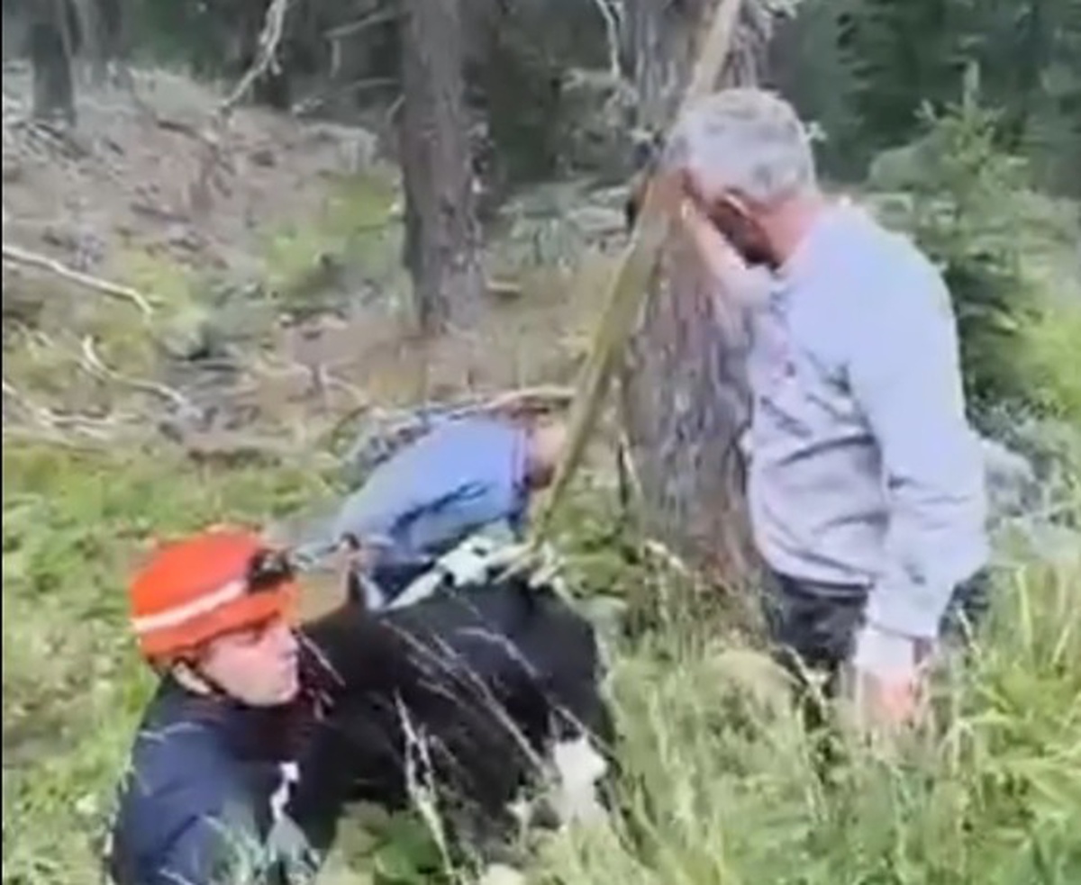 Uçurumda Mahsur Kalan İnek Kurtarıldı