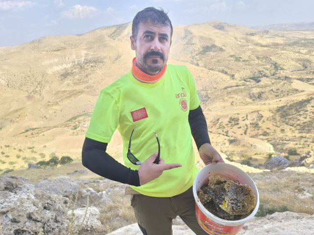 600 metrelik uçurumda tehlikeli hasat! Kilosu 15 bin liradan satılıyor