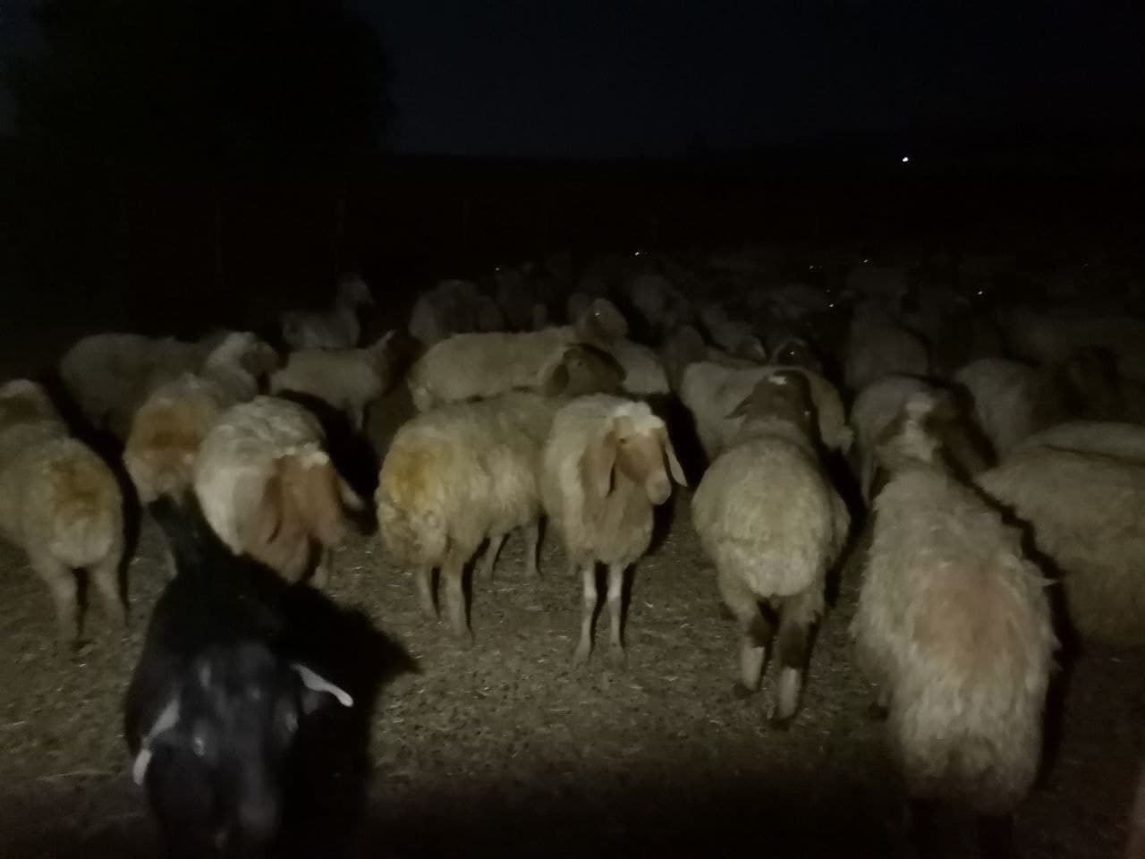 Kurt Sürüsü Koyun Sürüsüne Saldı