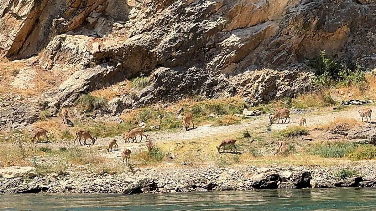 Karakoçan\'da Dağ Keçileri Görüntülendi