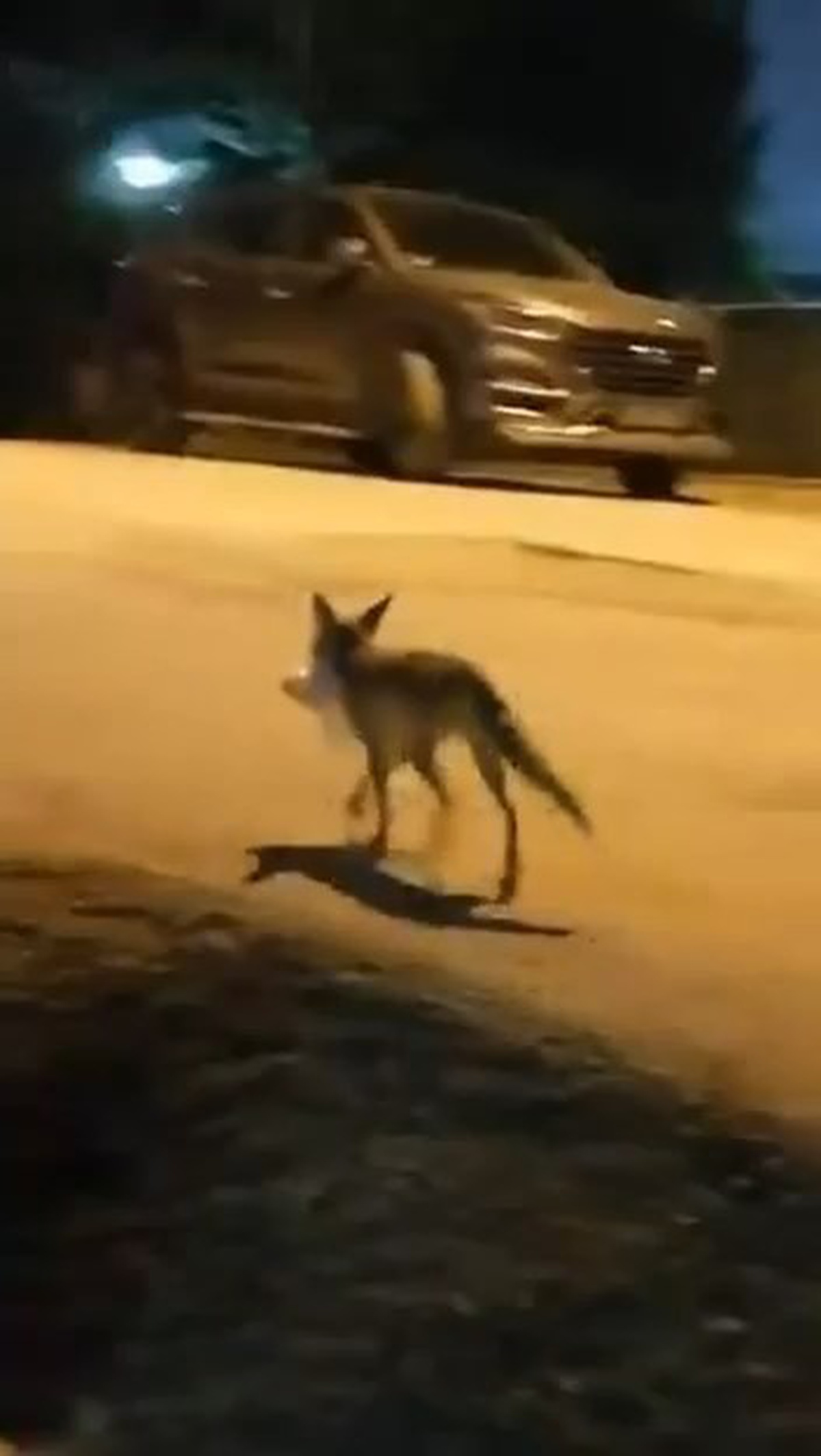 Elazığ\'da Tilkiyle İlginç Diyalog