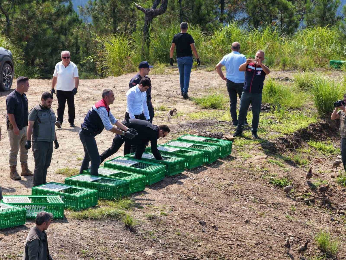 Doğaya 400 Sülün Salındı