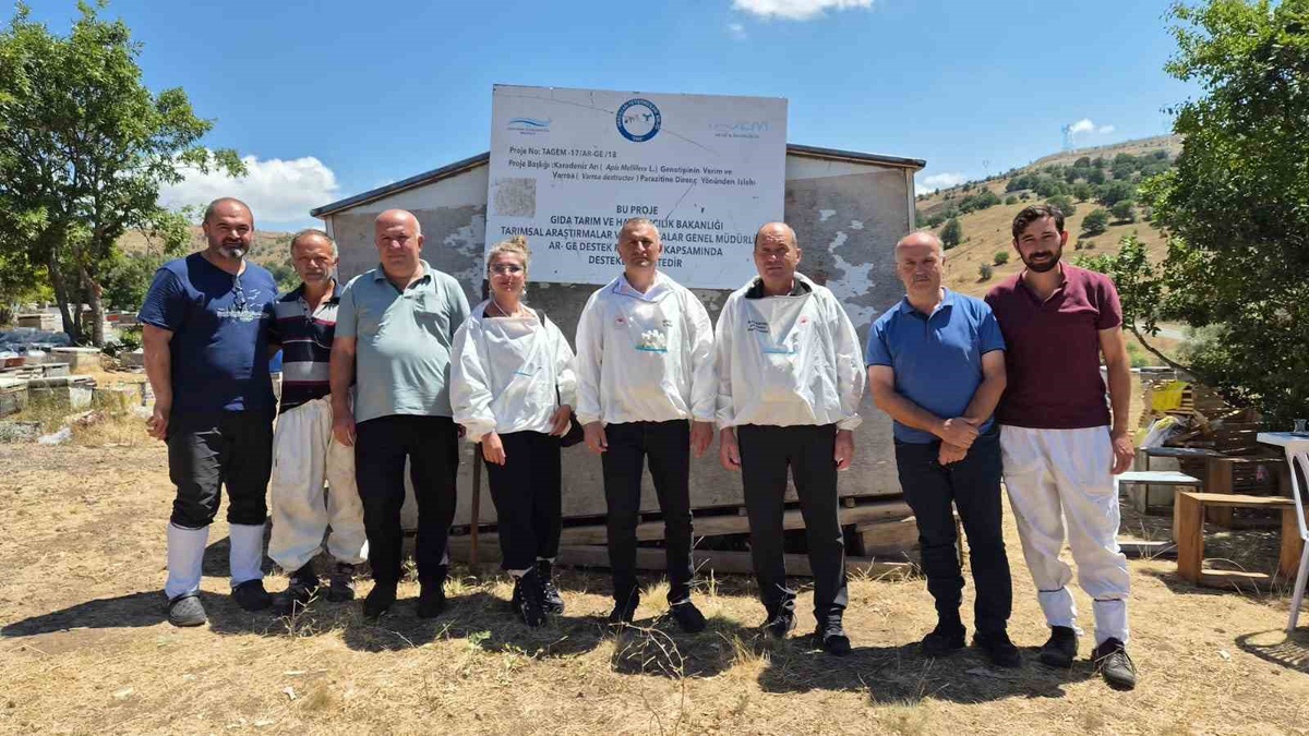Karadeniz Arı Islah Projesi