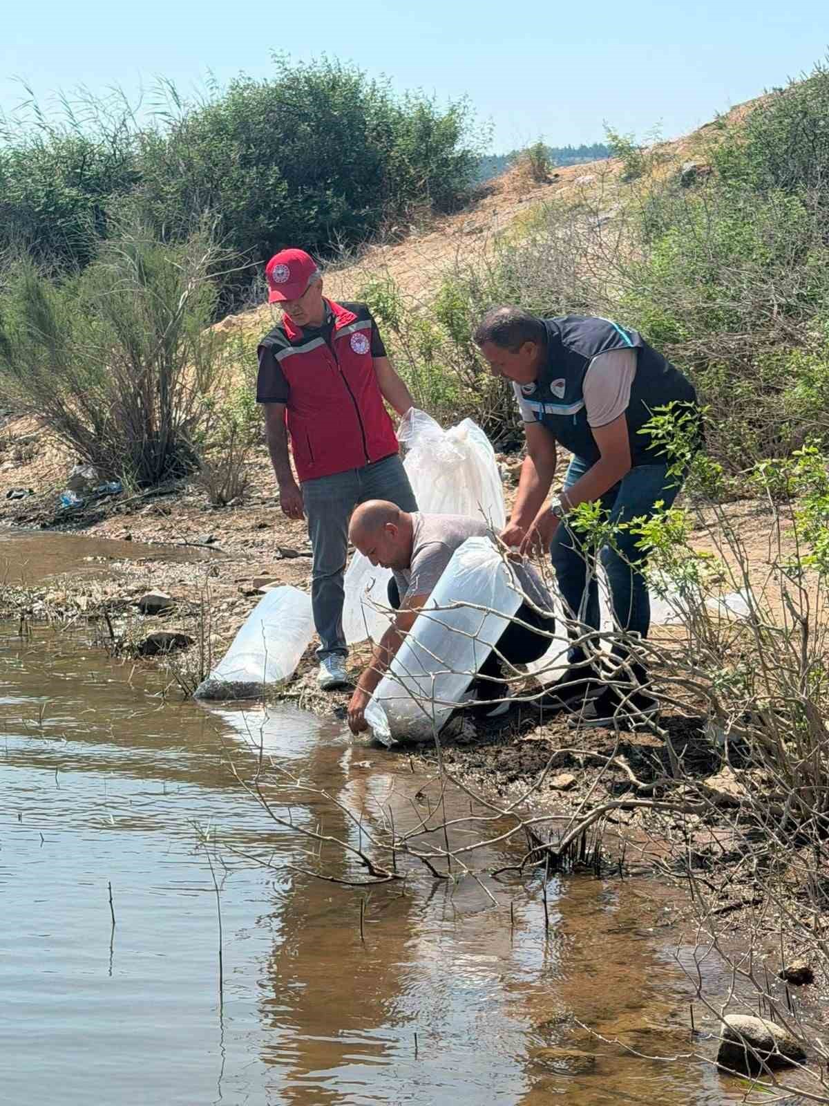 Soma\'da 250 Bin Sazan Yavrusu Salındı
