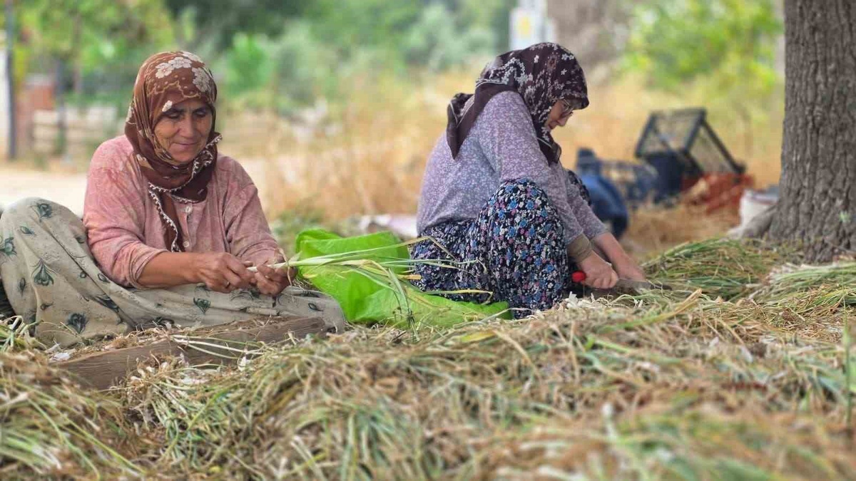 Bandırma\'da Pırasa Üretimi Devam Ediyor