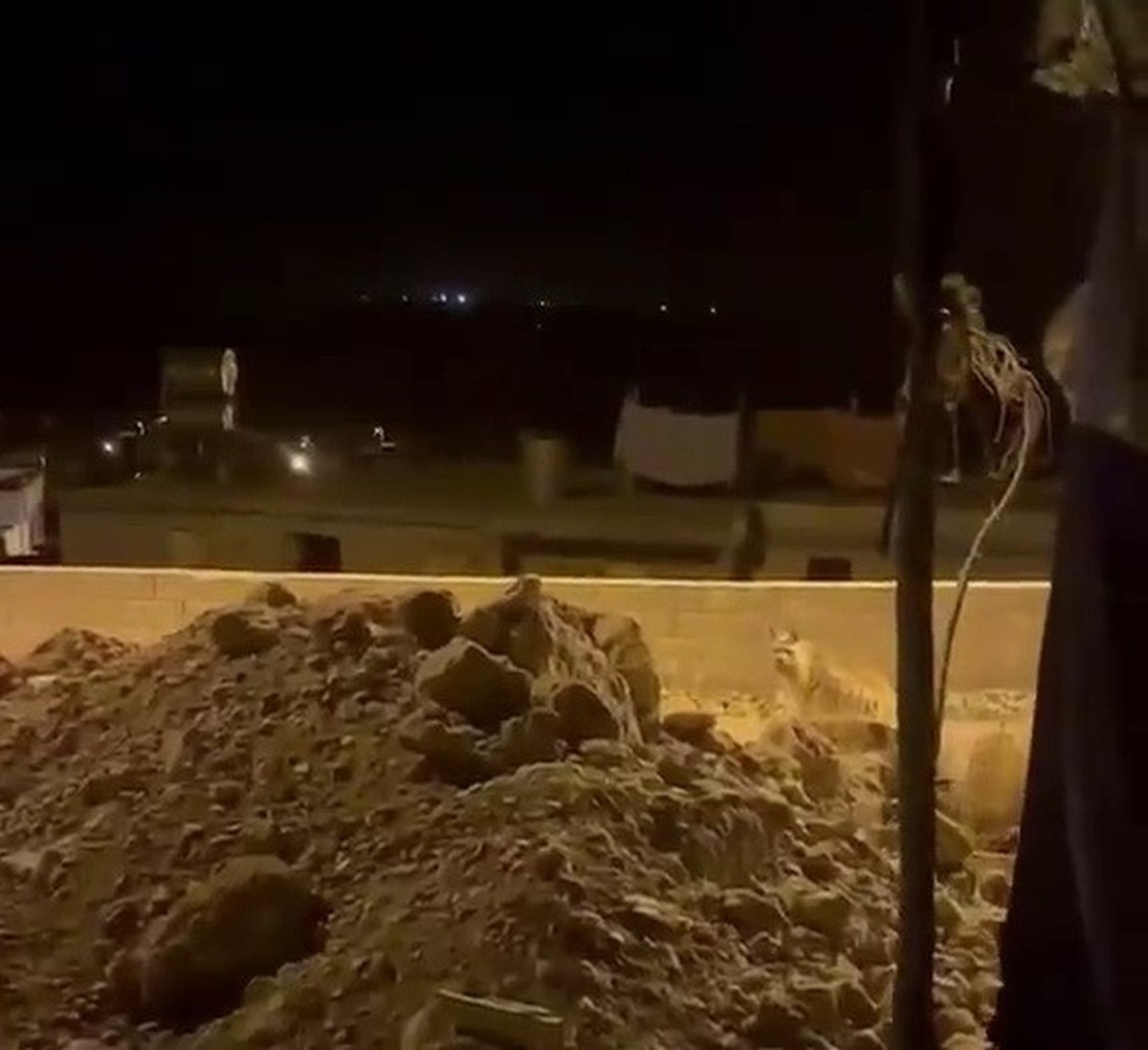 Adıyaman\'da Çizgili Sırtlan Görüntülendi