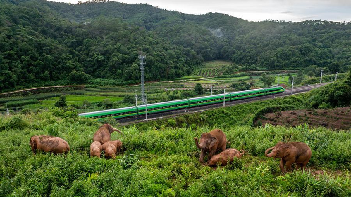Yunnan\'da Yabani Asya Fili Ailesi Büyüyor