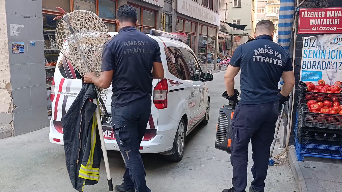 Amasya\'da Kedi İtfaiye Ekipleri Tarafından Kurtarıldı