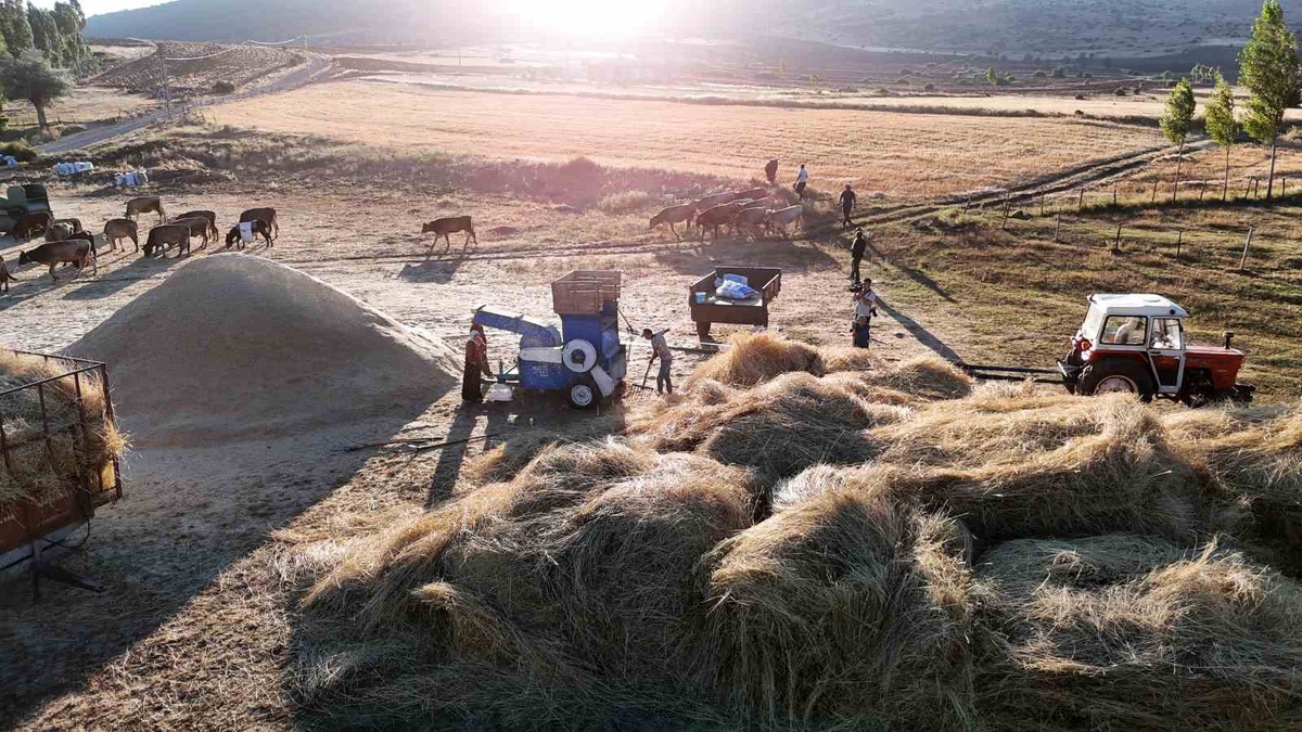 Sivas\'ta Hububat Hasadı Başladı