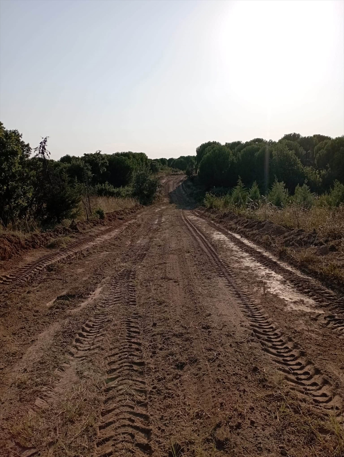 Edirne\'de Orman Yangınlarına Karşı Mücadele