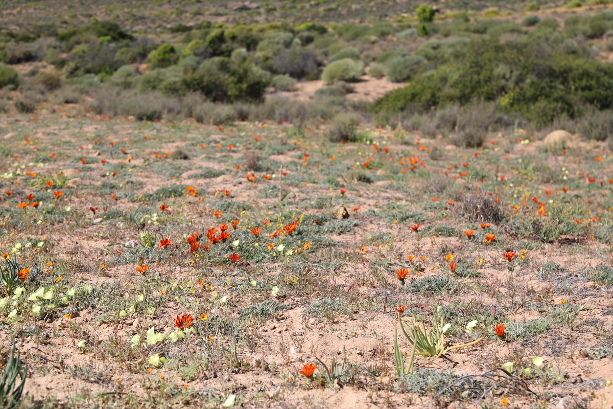 Kuraklık Namaqualand Çiçeklerini Tehdit Ediyor