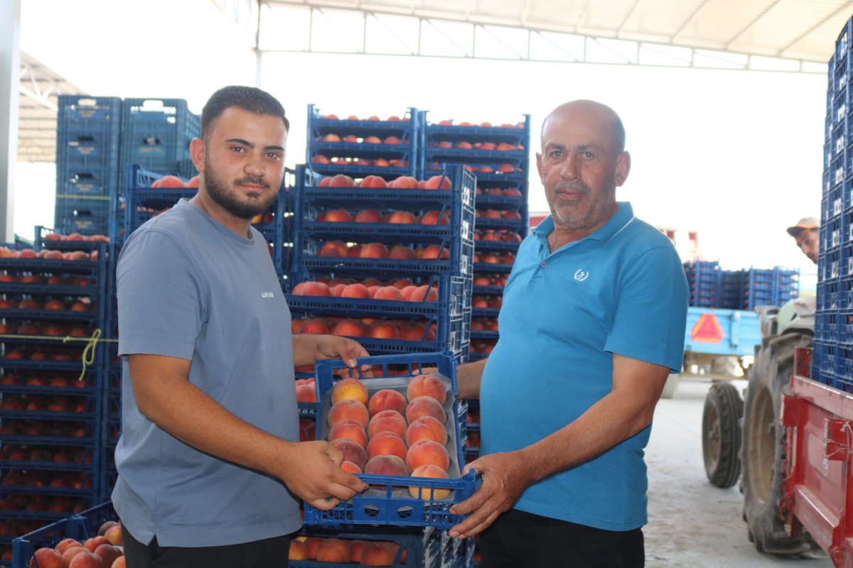Çivril Şeftalisinde İhracat Sorunları