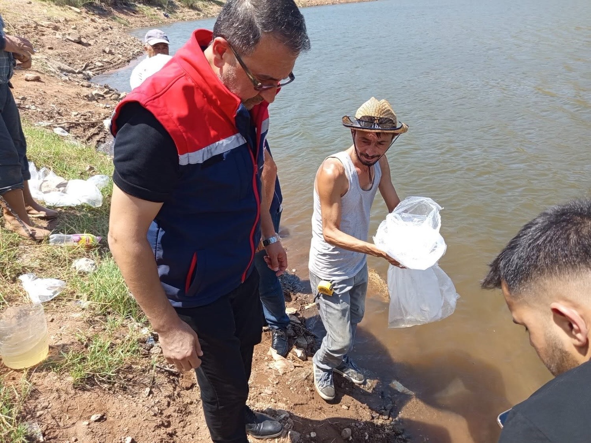 Köşk\'te Sazan Yavruları Gölete Bırakıldı