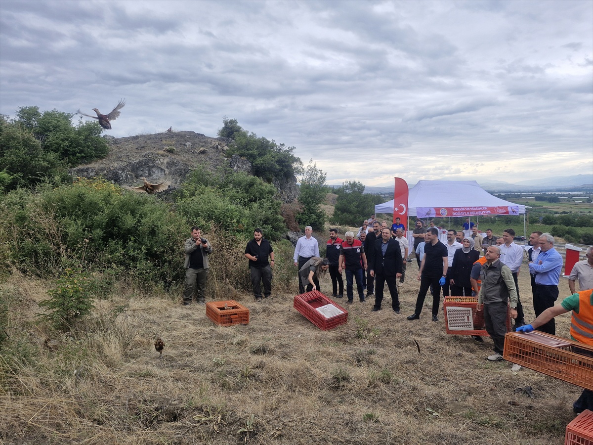 Doğaya 1500 Sülün ve Keklik Salındı